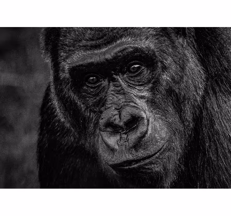Fotobehang dieren gorilla close-up - TenStickers