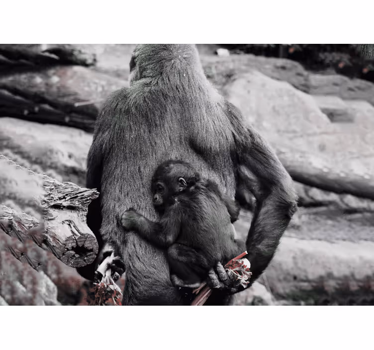 Moeder en baby gorilla fotobehang dieren - TenStickers