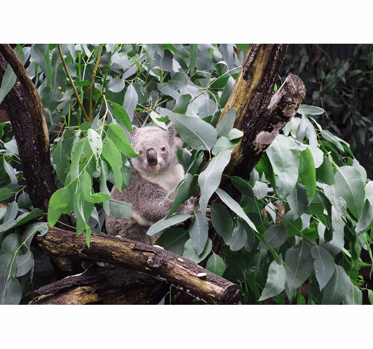 Fotobehang dieren koala tussen bladeren - TenStickers