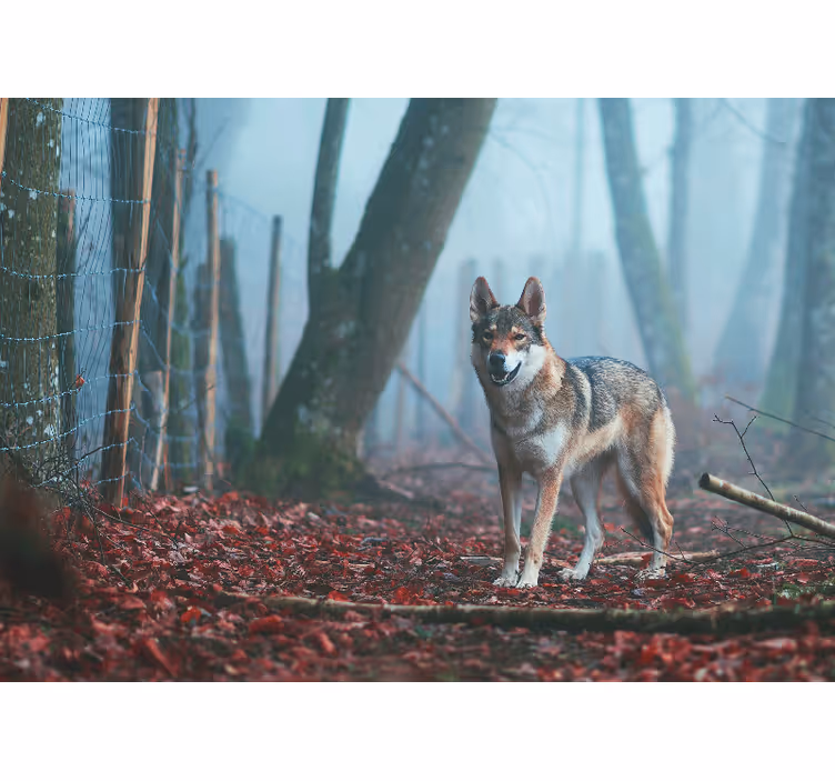 Fotobehang dieren wolf in mistig bos - TenStickers
