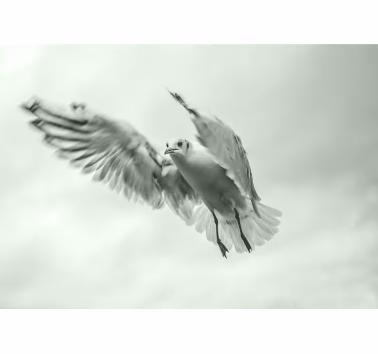 Fotobehang dieren vliegende witte vogel - TenStickers