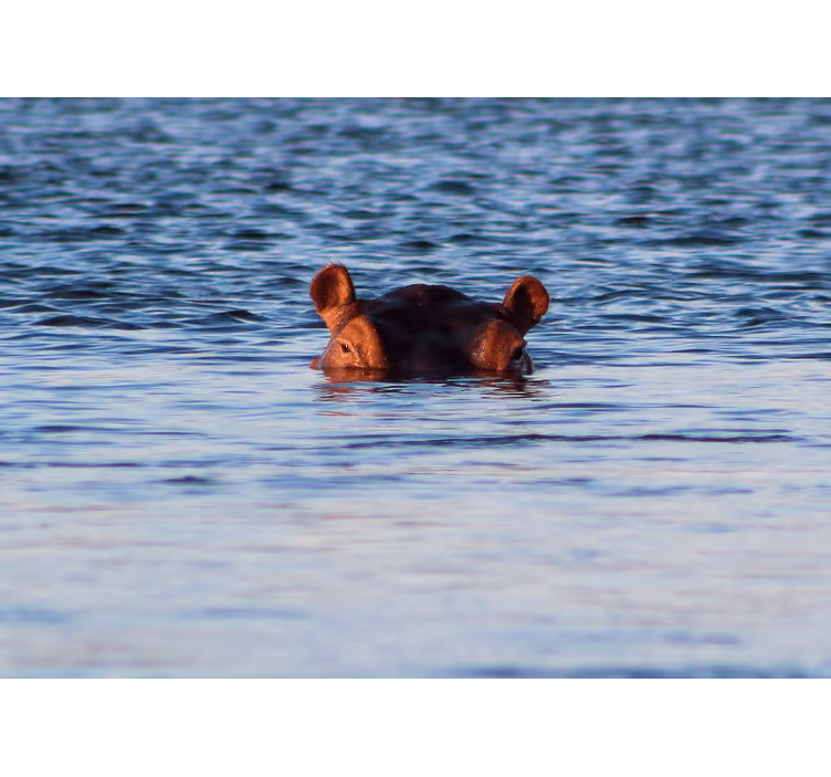 Fotobehang dieren hippopotamus zwemt rustig - TenStickers