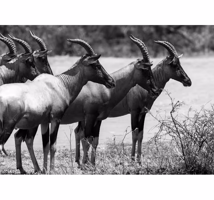 Fotobehang dieren afrikaanse antilope kudde - TenStickers
