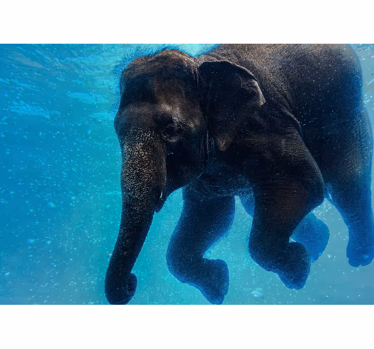 Fotobehang strand onderwater olifant - TenStickers
