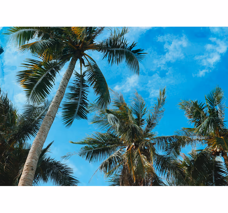 Foto behang natuur palm bomen onder de lucht - TenStickers
