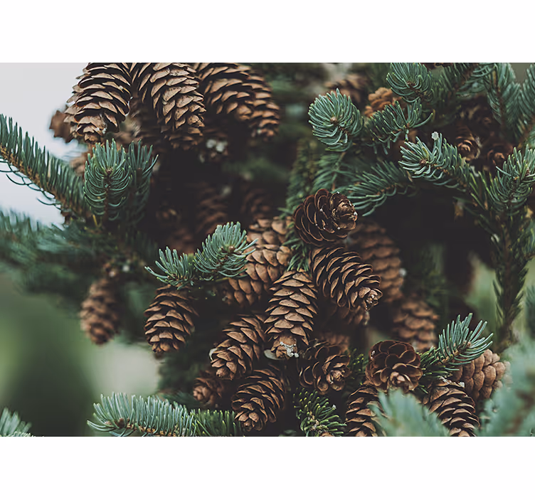 Bomen fotobehang dennenappels cluster - TenStickers
