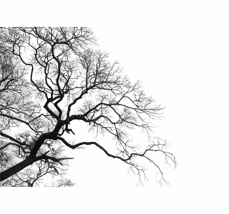Bomen fotobehang silhouet van bladloze takken - TenStickers