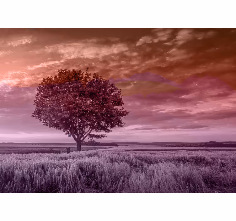 Eenzame boom silhouet foto behang bos - TenStickers