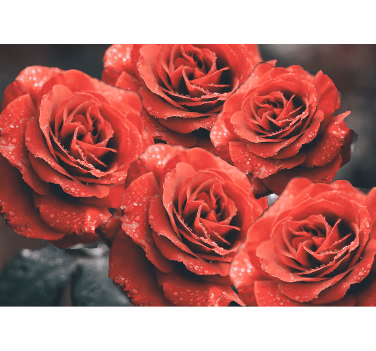Fotobehang bloemen karmozijnrode rozenbloesems - TenStickers