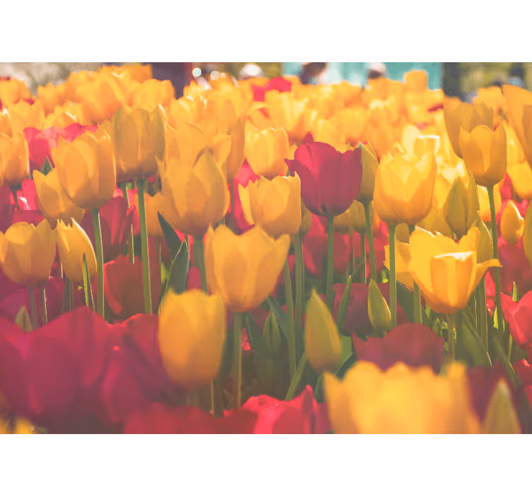 Fotobehang bloemen tulpenbloesemvelden - TenStickers
