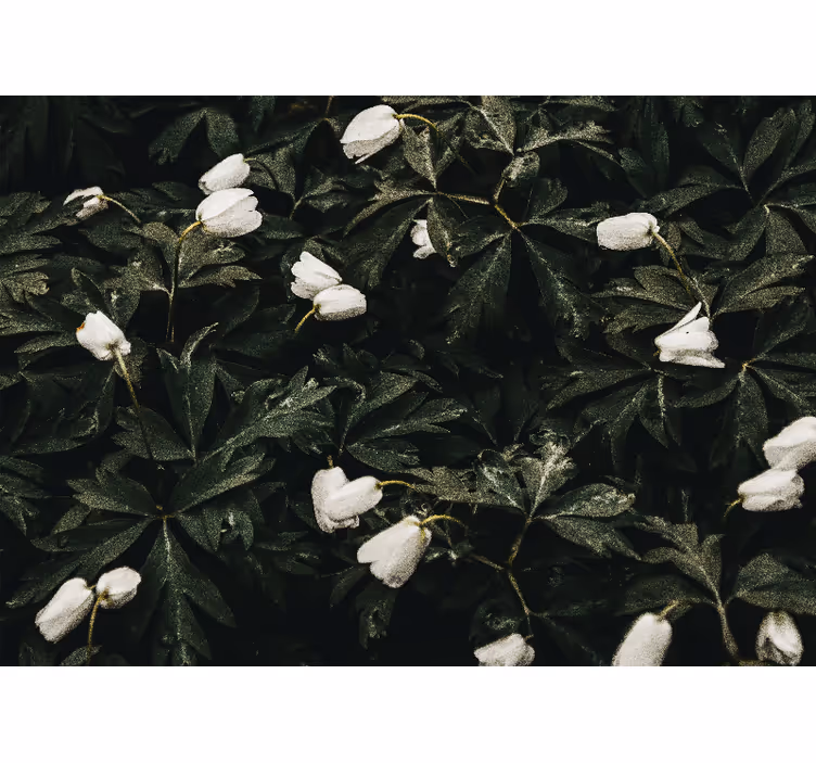 Fotobehang bloemen zachte witte bloemen - TenStickers