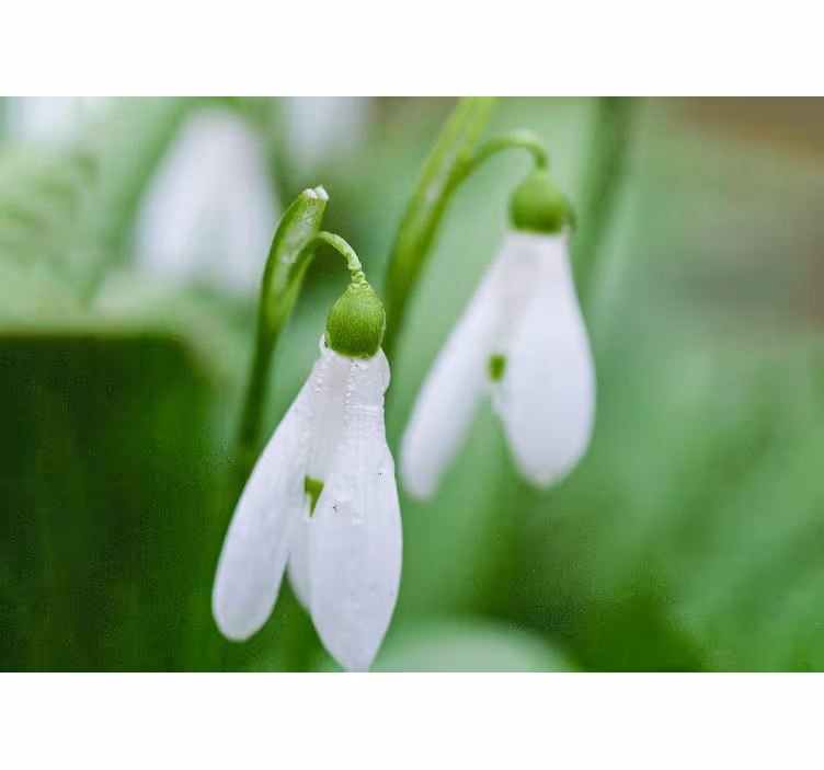 Fotobehang bloemen sneeuwklokjes bloemige elegantie - TenStickers