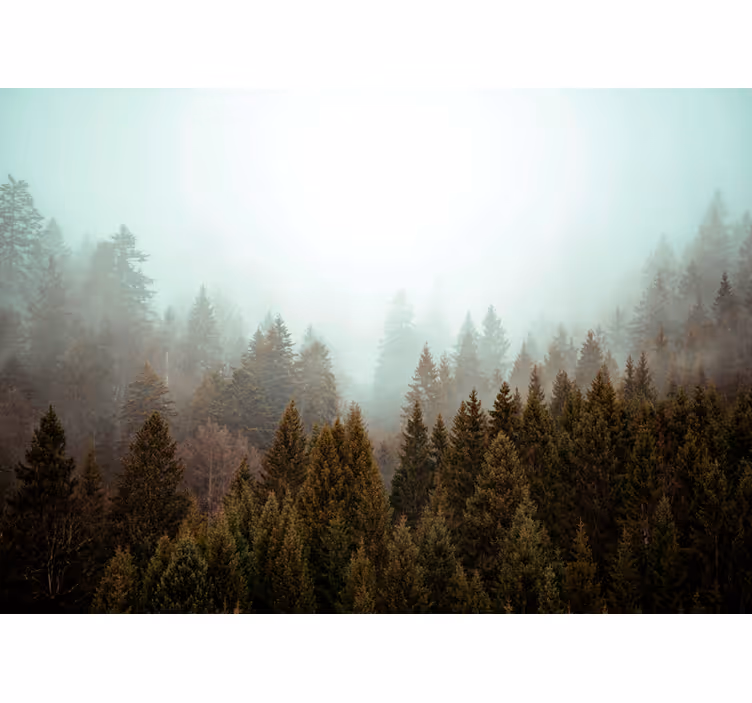 Foto behang bos mistige groene bos - TenStickers