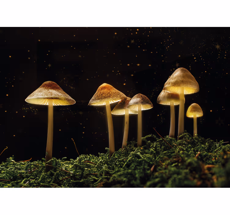 Foto behang natuur glanzende paddenstoelen scene - TenStickers