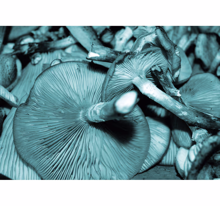 Foto behang natuur paddenstoelen bunch - TenStickers