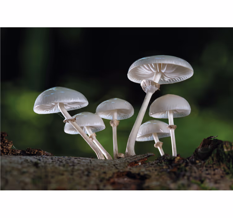 Foto behang natuur paddenstoelencluster groei - TenStickers