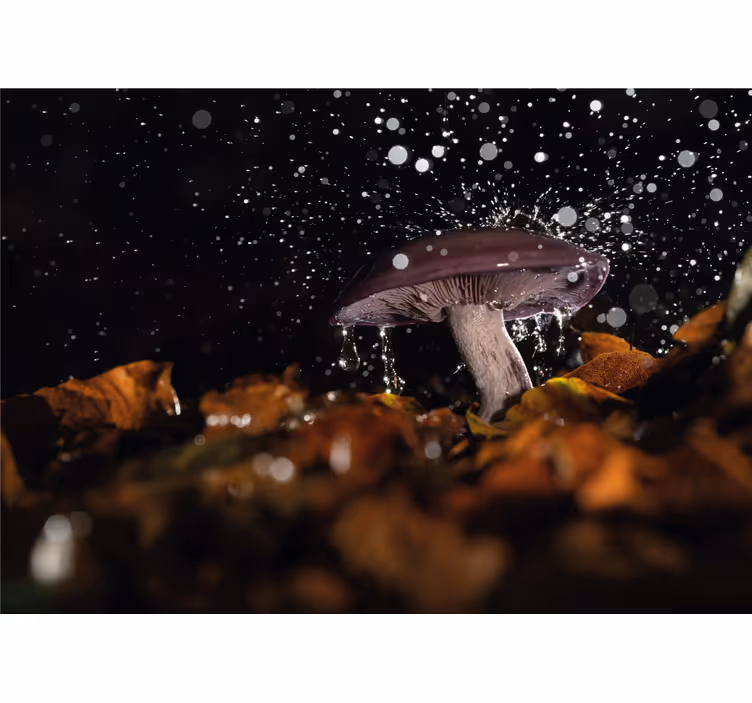 Foto behang natuur paddenstoel water splash - TenStickers