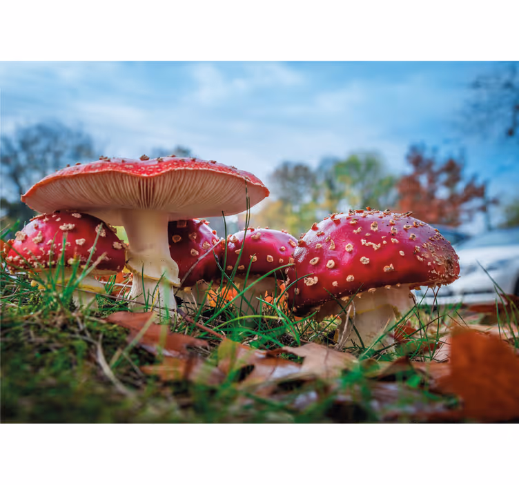 Foto behang natuur rode paddenstoelen cluster - TenStickers