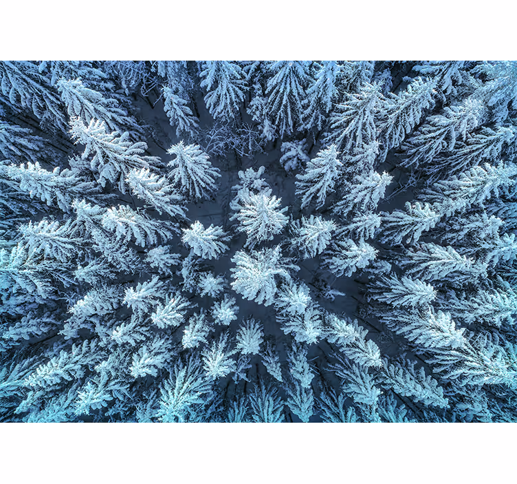 Foto behang natuur bevroren dennenbos - TenStickers