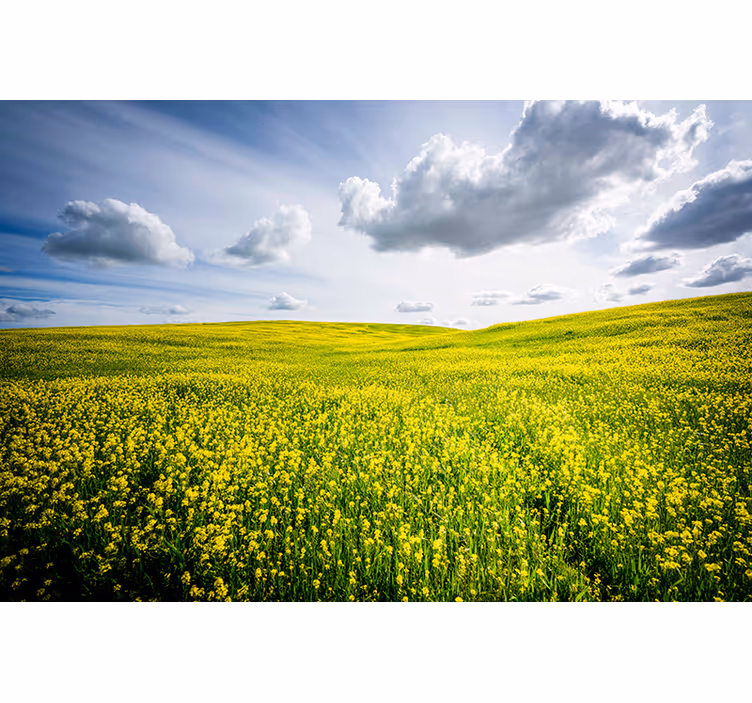 Foto behang natuur vast groen veld - TenStickers
