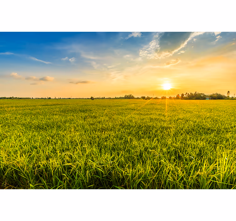 Fotobehang landschap zonsondergang over groene velden - TenStickers