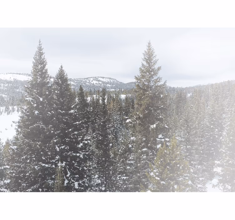 Foto behang natuur sneeuwachtig dennenlandschap - TenStickers