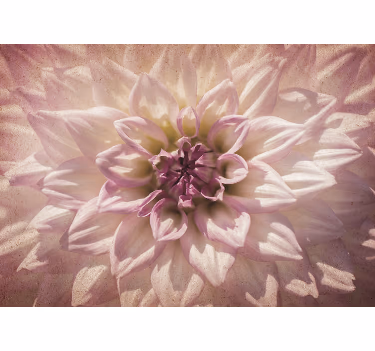Delicate roze bloesem fotobehang andere bloemen - TenStickers
