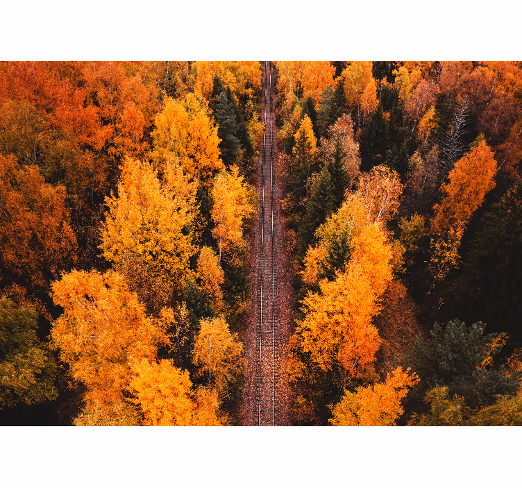 Fotobehang landschap herfst boswandeling - TenStickers