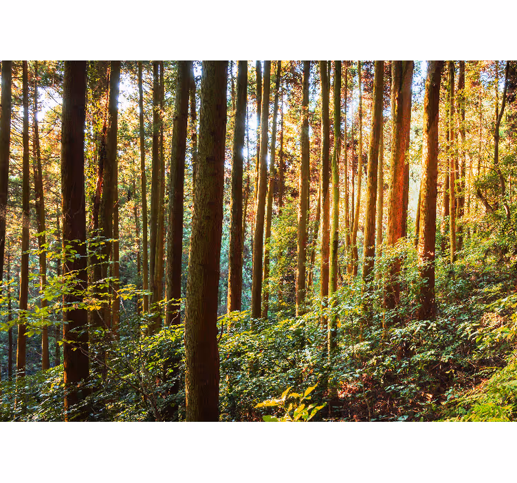Foto behang bos weelderig groen woud - TenStickers