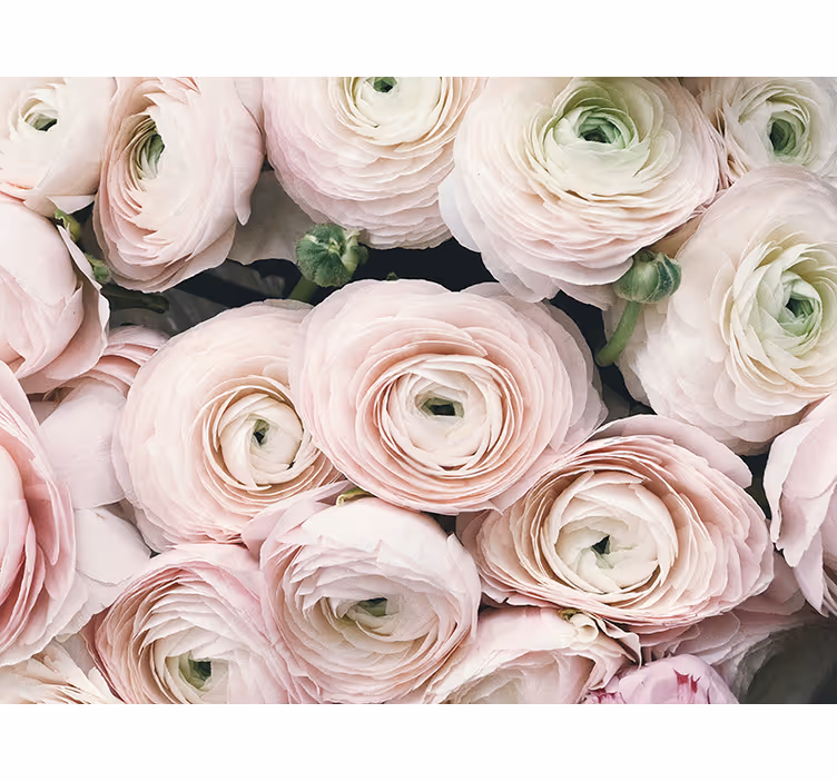 Fotobehang bloemen delicate ranunculus bloesems - TenStickers