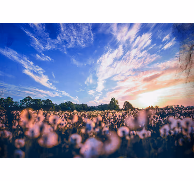 Fotobehang bloemen dandelion field sereniteit - TenStickers