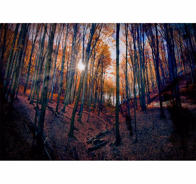 Foto behang bos zonovergoten herfstbos - TenStickers