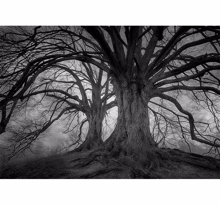 Foto behang bos majestueuze bladloze bomen - TenStickers