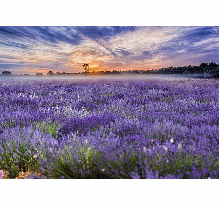 Fotobehang bloemen lavendelveld in de schemering - TenStickers