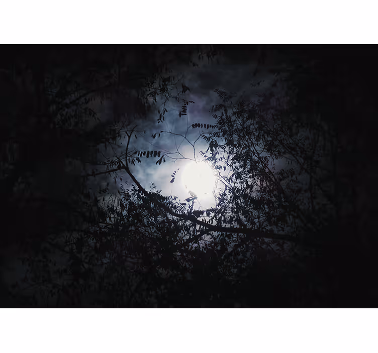 Foto behang natuur maanverlichte takken - TenStickers