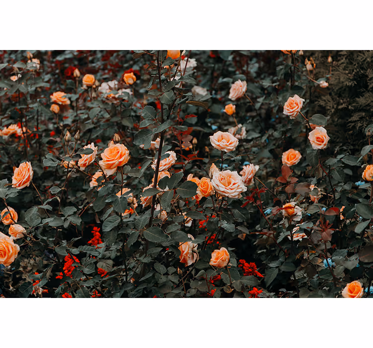 Fotobehang andere bloemen rozen in bloei - TenStickers