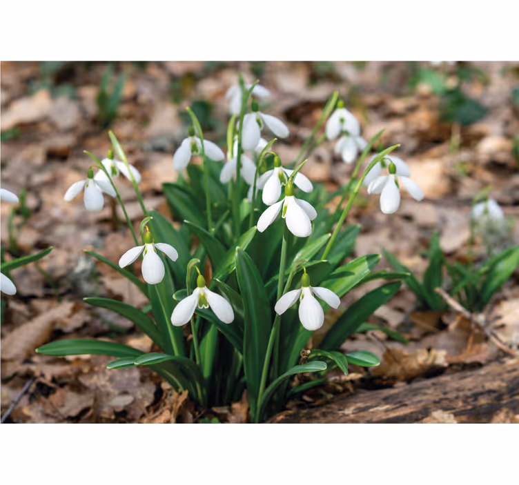 Fotobehang bloemen sneeuwklokjes display - TenStickers
