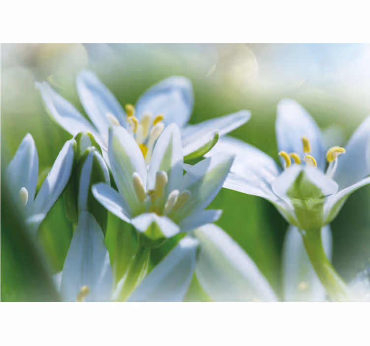 Fotobehang bloemen zachte witte bloesems - TenStickers