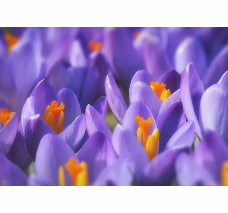 Fotobehang andere bloemen paarse krokusbloemen - TenStickers
