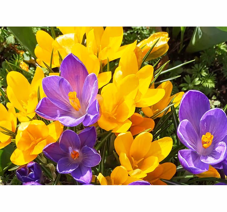 Fotobehang bloemen kleurrijke krokus bloemen - TenStickers