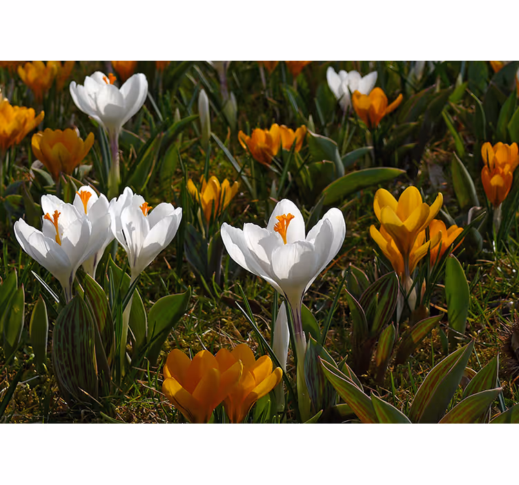 Fotobehang bloemen krokusbloem in bloei - TenStickers
