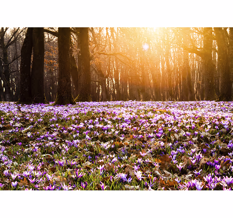 Fotobehang bloemen zonovergoten bloemenweide - TenStickers