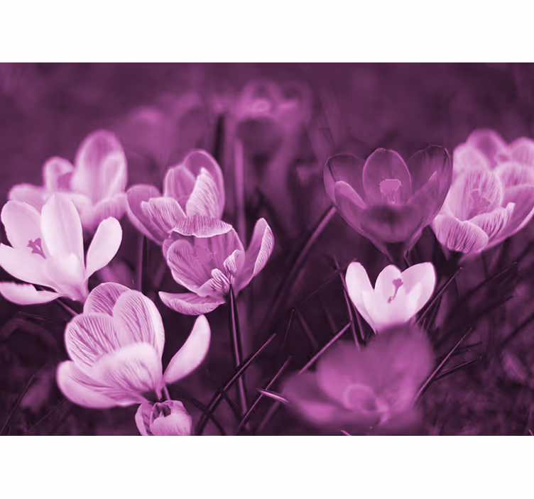 Fotobehang klaprozen verfijnde bloemenbloesem - TenStickers