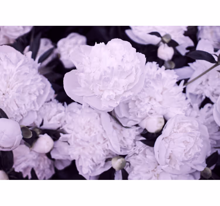 Fotobehang bloemen lavendel pioenrozen bloei - TenStickers