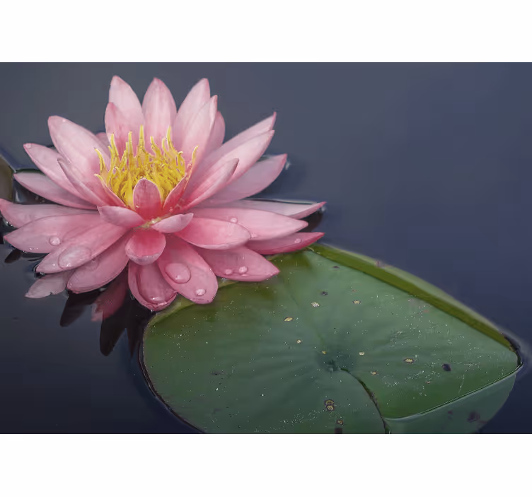 Serene roze loto fotobehang andere bloemen - TenStickers