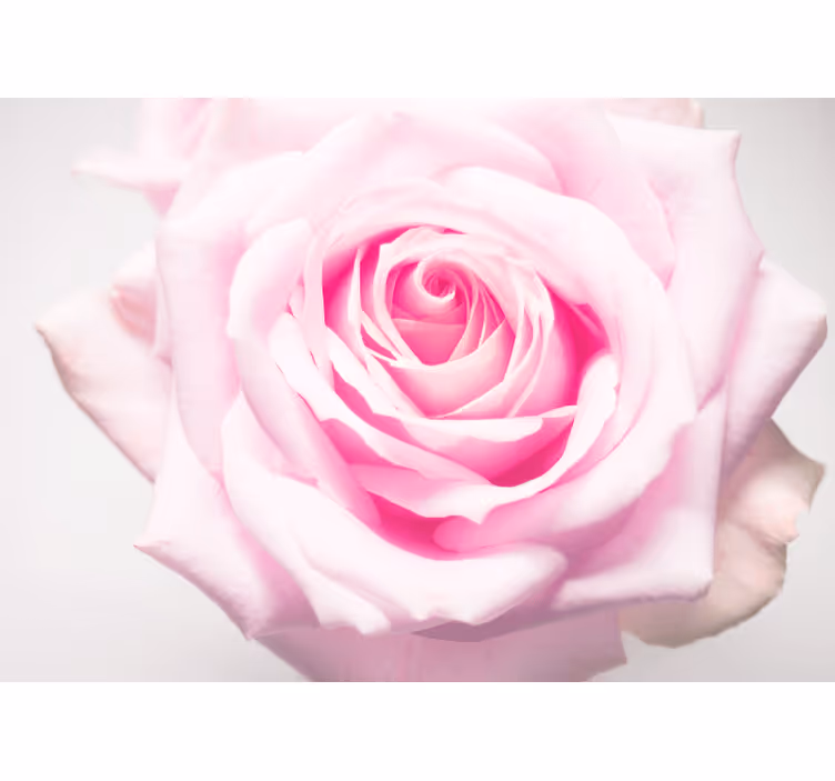 Fotobehang klaprozen zachte roze roos - TenStickers
