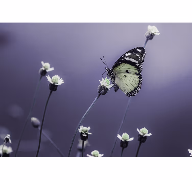 Fotobehang bloemen vlinder op bloemen - TenStickers