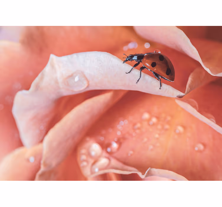 Fotobehang bloemen lieveheersbeestje op bloemblad - TenStickers