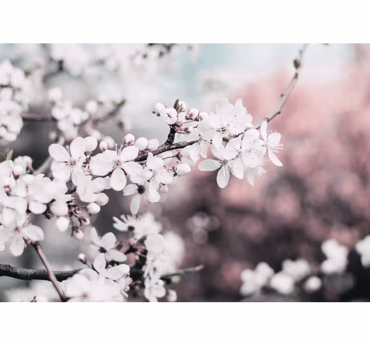 Fotobehang bloemen sakura bloesemtak - TenStickers