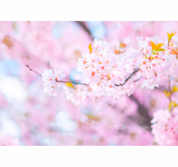 Fotobehang bloemen kersenbloesem pracht - TenStickers